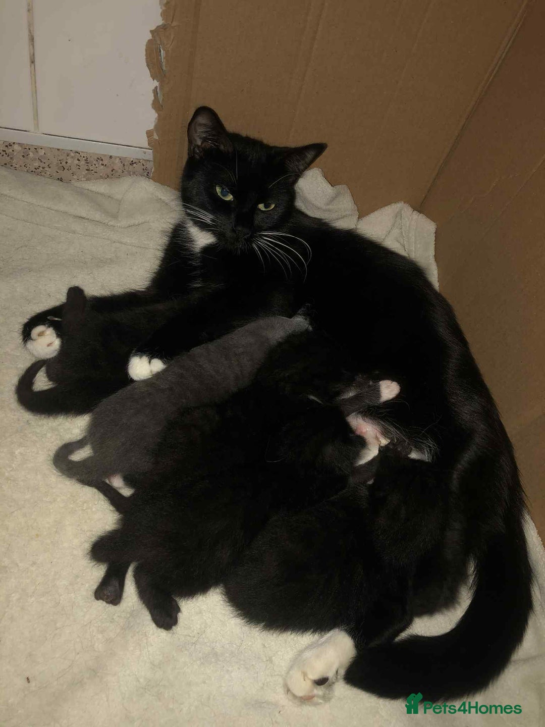 Domestic Shorthair cats for sale: 2 Male Kittens For Sale £20 - Image 3