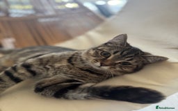 Scottish Fold cats for sale: Scottish Fold Kittens Ready for Permanent Homes ✨ - Image 5
