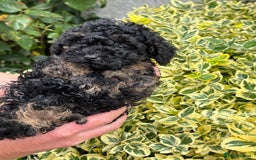 Toy Poodle dogs for sale: Toy poodle  - Image 3