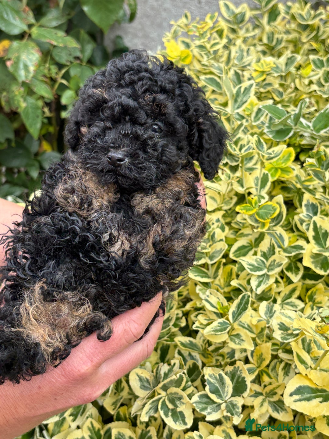 Toy Poodle dogs for sale: Toy poodle  - Image 3
