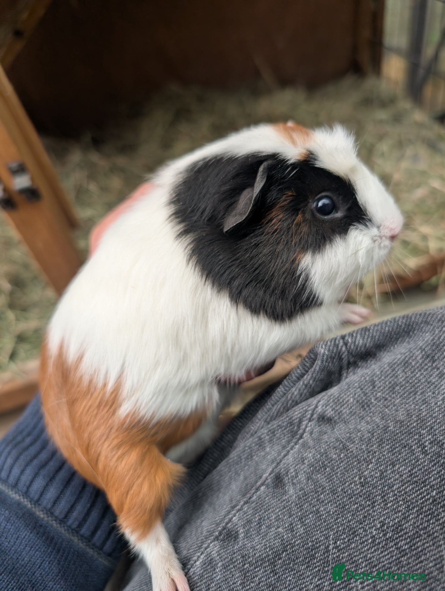 Guinea Pig rodents Female Guinea pig girls trio  - Advert 5