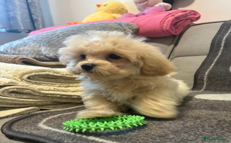 Maltipoo dogs - Advert 2