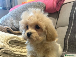 Maltipoo dogs - Advert 4