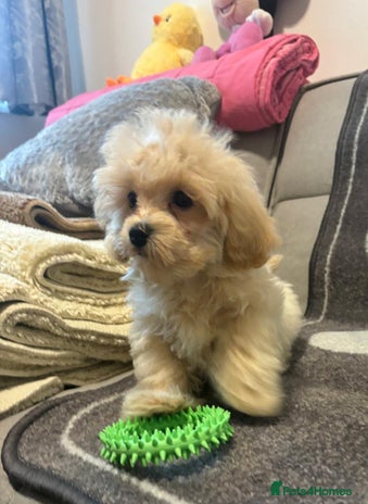 Maltipoo dogs - Advert 3