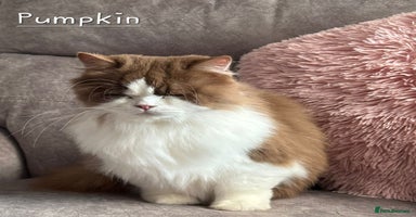 British Shorthair cats - Advert 14