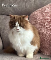 British Shorthair cats - Advert 14
