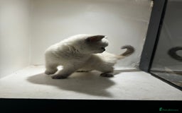 British Shorthair cats for sale: RARE opportunity stunning GCCF ACTIVE 11mnt BSH🩷 - Image 8