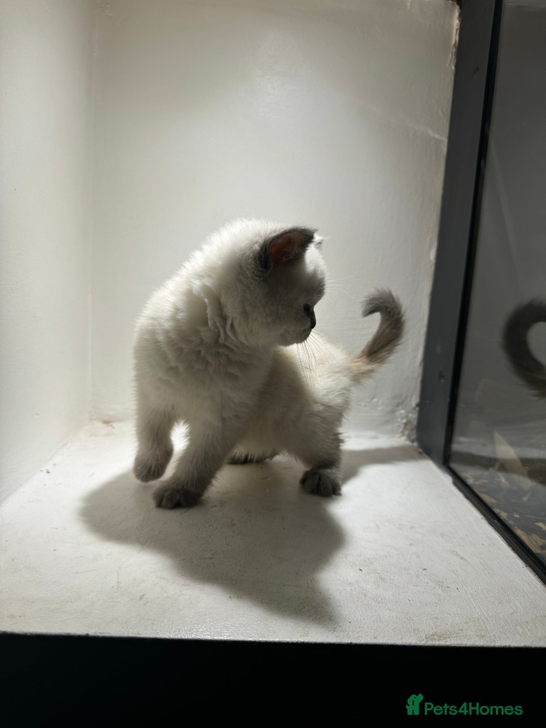British Shorthair cats for sale: RARE opportunity stunning GCCF ACTIVE 11mnt BSH🩷 - Image 8