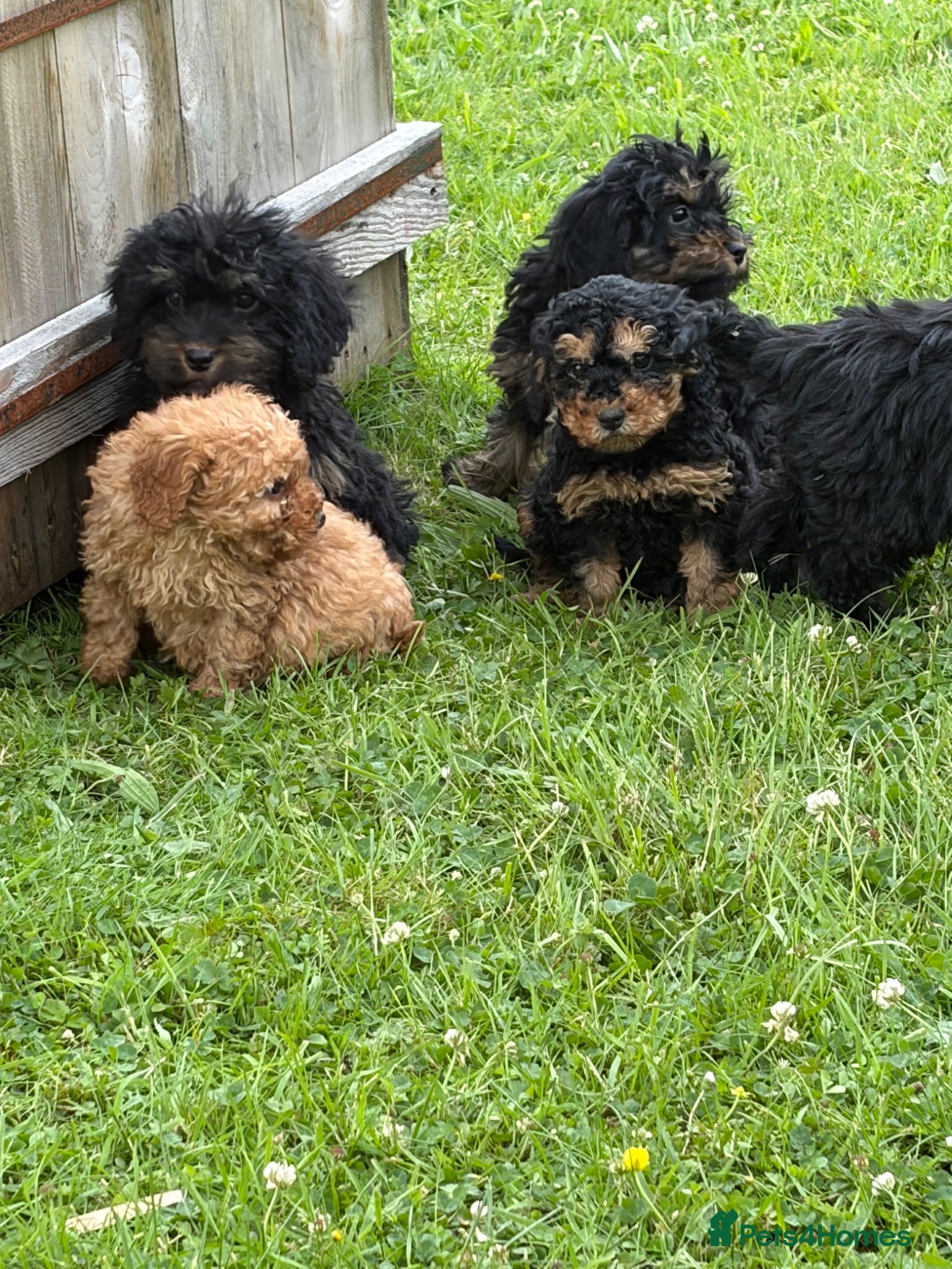 Cockapoo dogs Stunning cockapoo puppies ready now 😘❤️ - Advert 1