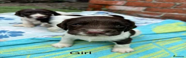 English Springer Spaniel 4