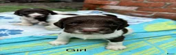 English Springer Spaniel dogs for sale: Working springer spaniels  in Totnes - Advert 6