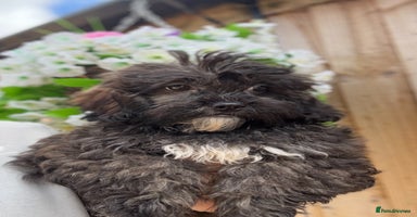 Shihpoo dogs - Advert 5