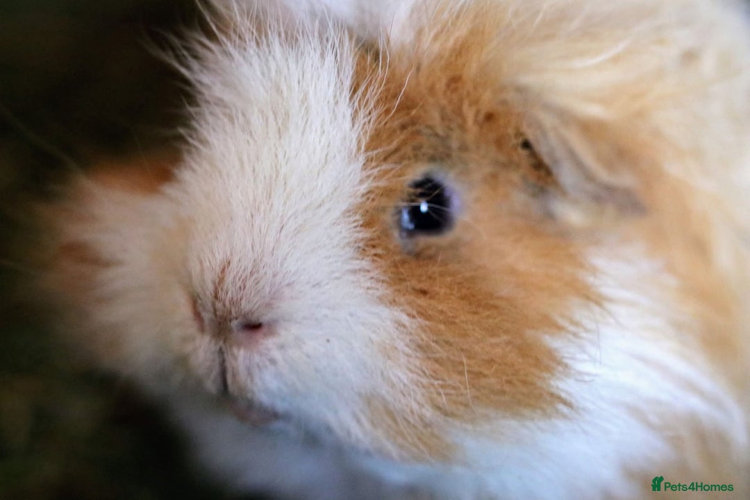 Guinea Pig rodents for sale: 2 lunkarya guinea pigs  - Image 2