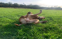 Mixed Breed dogs for sale: Stunning Bulldog male  - Image 4