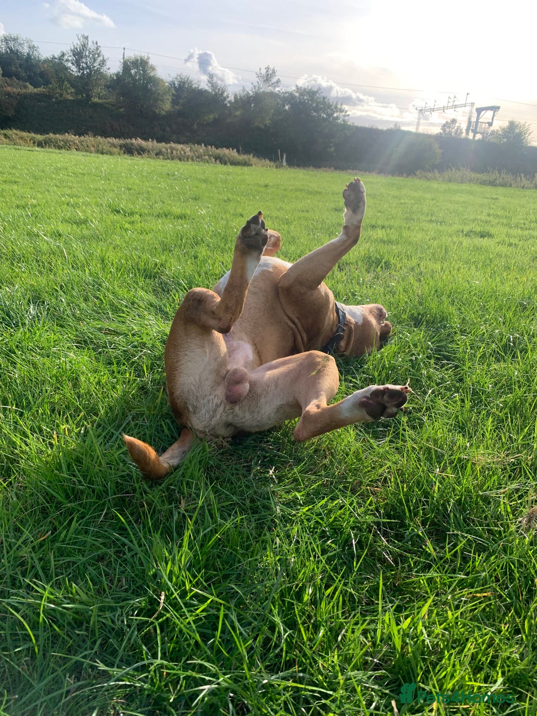 Mixed Breed dogs for sale: Stunning Bulldog male  - Image 4