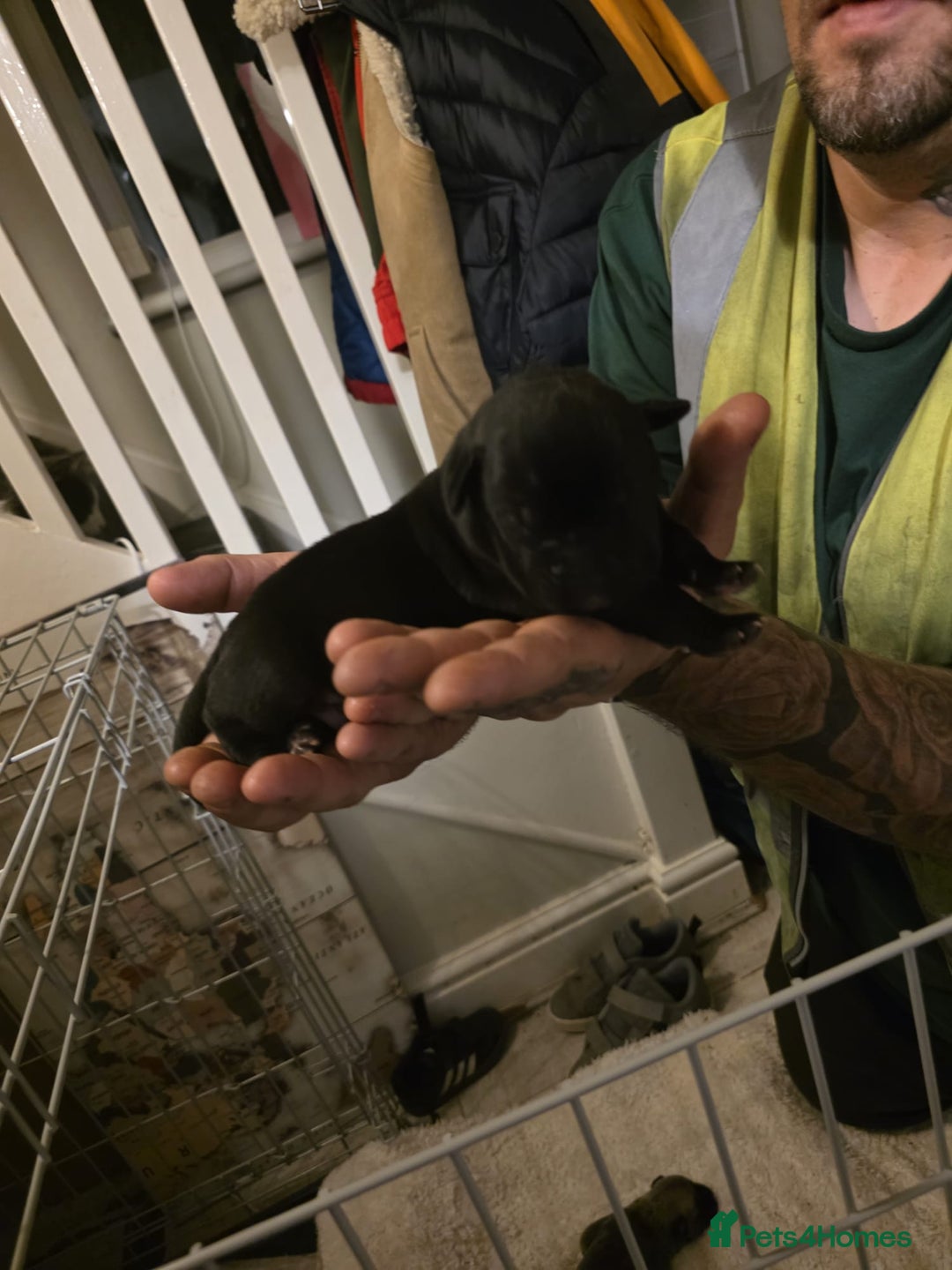 Cane Corso dogs for sale: Cane corso pups - Image 18