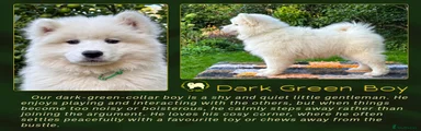 Dark Green Boy