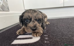 Cockapoo dogs for sale: F1 Cockapoos for sale  - Image 10