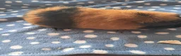 Guinea Pig rodents for sale: TRI COLOURED TEDDY. - Advert 3