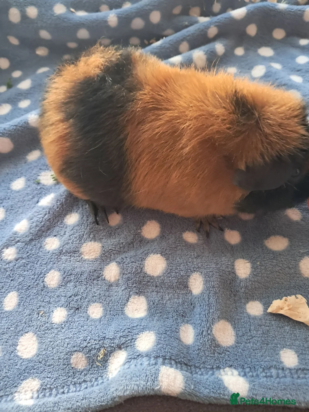Guinea Pig rodents for sale: TRI COLOURED TEDDY. - Advert 3