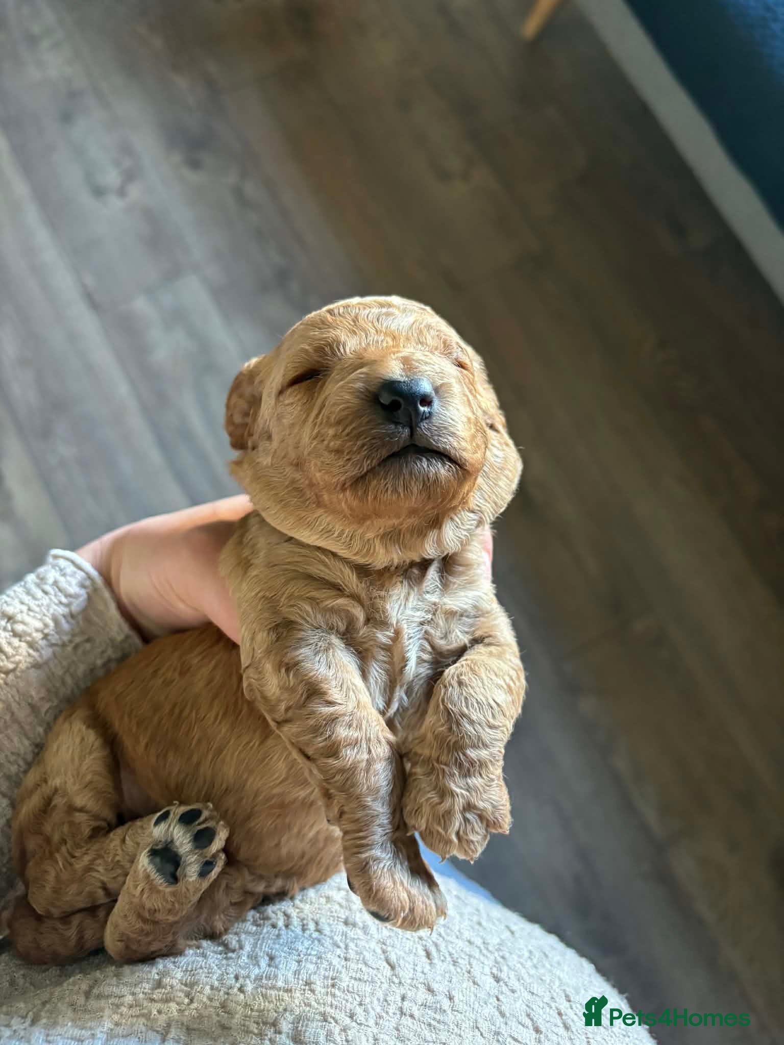 Cockapoo dogs for sale: Cockapoo - Advert 34