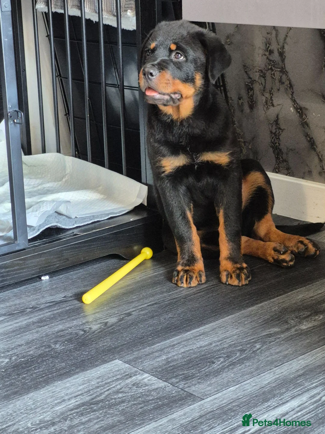 Rottweiler dogs for sale: 20 Week Old Female Rotty  - Advert 2