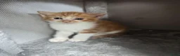 Mixed Breed cats for sale: 4 gorgeous kittens for sale  - Advert 3
