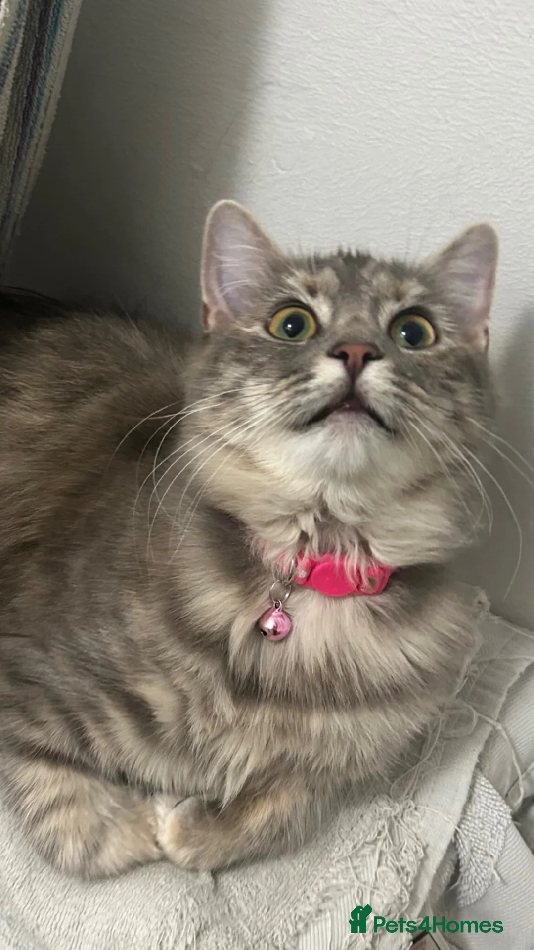 Mixed Breed cats for sale: Beautiful girl for new home  in Lincoln - Advert 6