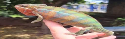 Chameleon reptiles for sale: Panther Chameleon  - Advert 4