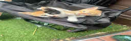 Mixed Breed cats for sale: 4 kittens mixed breed in Greenford - Advert 2