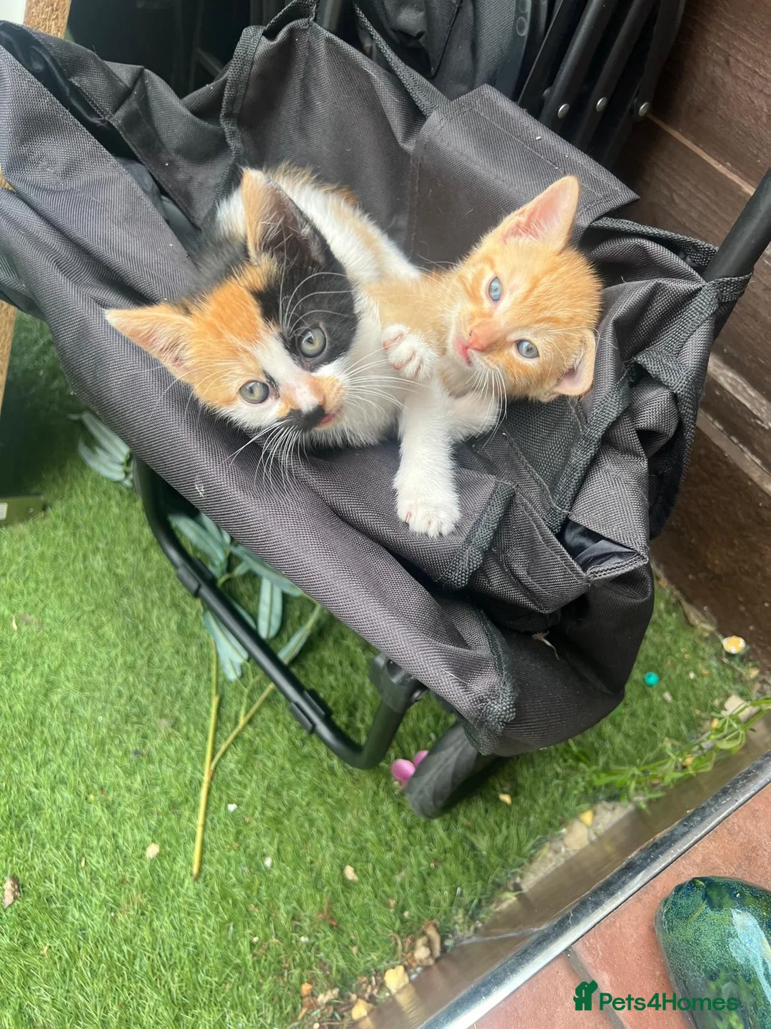 Mixed Breed cats for sale: 4 kittens mixed breed in Greenford - Advert 2