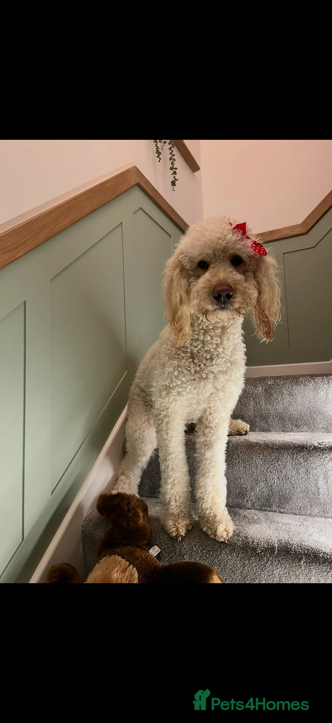 Mixed Breed dogs for sale: Australian Labradoodles - Advert 7