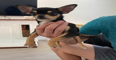 Chihuahua dogs - Advert 8