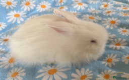 Lionhead rabbits for sale: BEAUTIFUL DOUBLE MANED LIONHEAD RABBITS FOR SALE  - Image 4