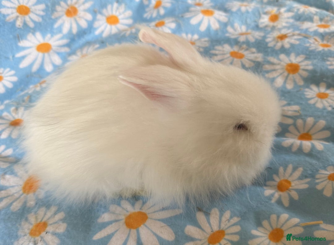 Lionhead rabbits for sale: BEAUTIFUL DOUBLE MANED LIONHEAD RABBITS FOR SALE  - Image 4