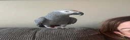 Parrots birds for sale: African Grey Parrot - Advert 2