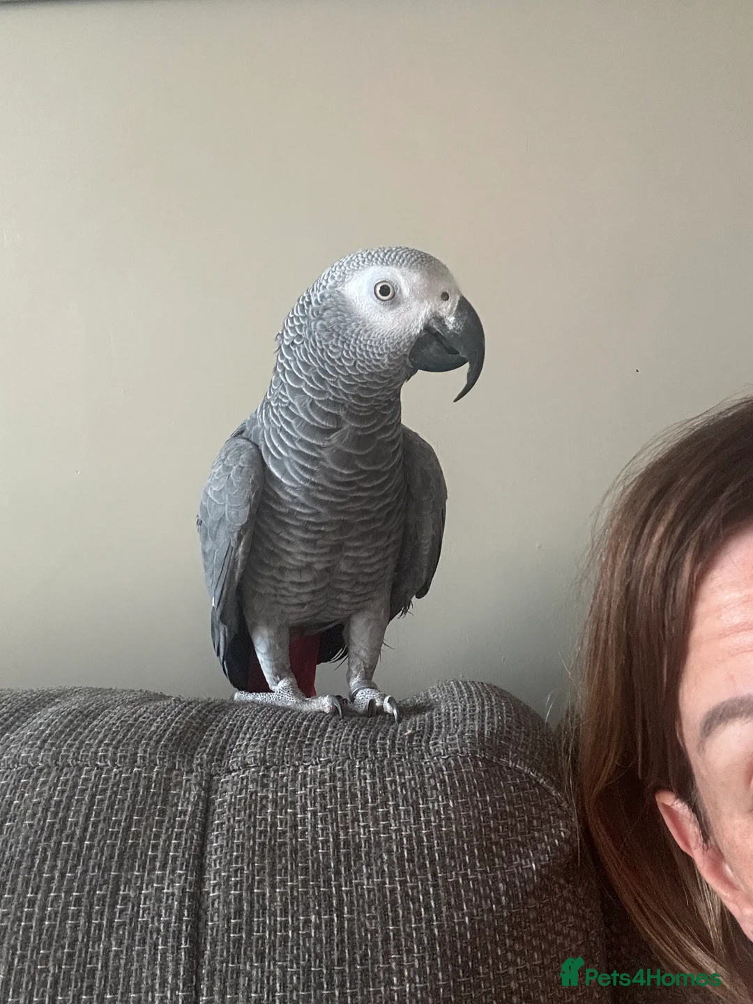 Parrots birds for sale: African Grey Parrot - Advert 2