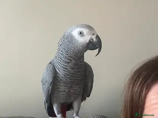 Parrots birds African Grey Parrot - Advert 1