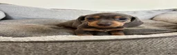 Miniature Dachshund dogs for sale:  Ready now PRA clear Miniature dachshunds - Advert 9