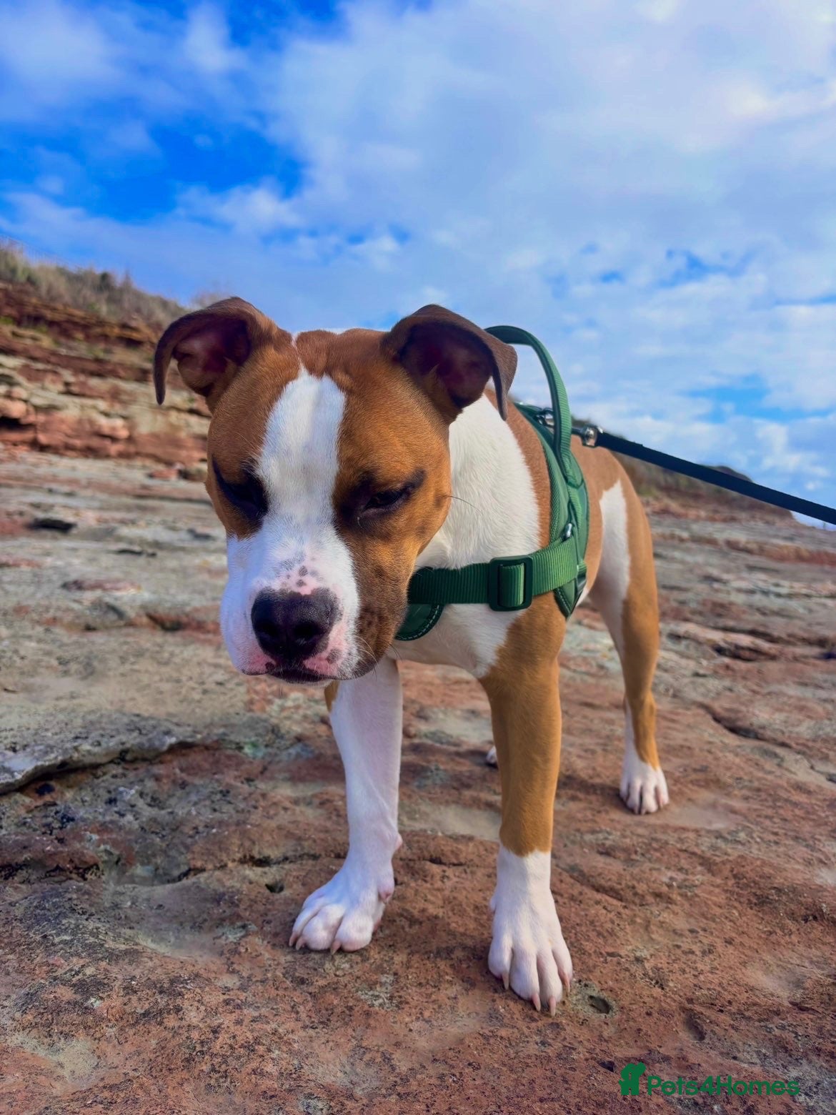 American Bulldog dogs 7 month old American Bulldog  - Advert 1
