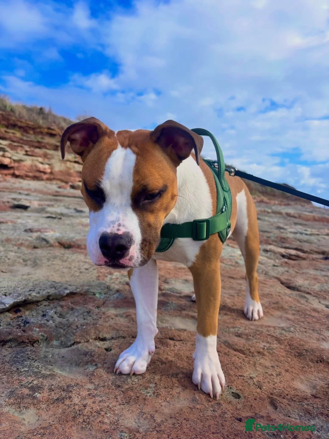 American Bulldog dogs for sale: 7 month old American Bulldog  - Advert 1