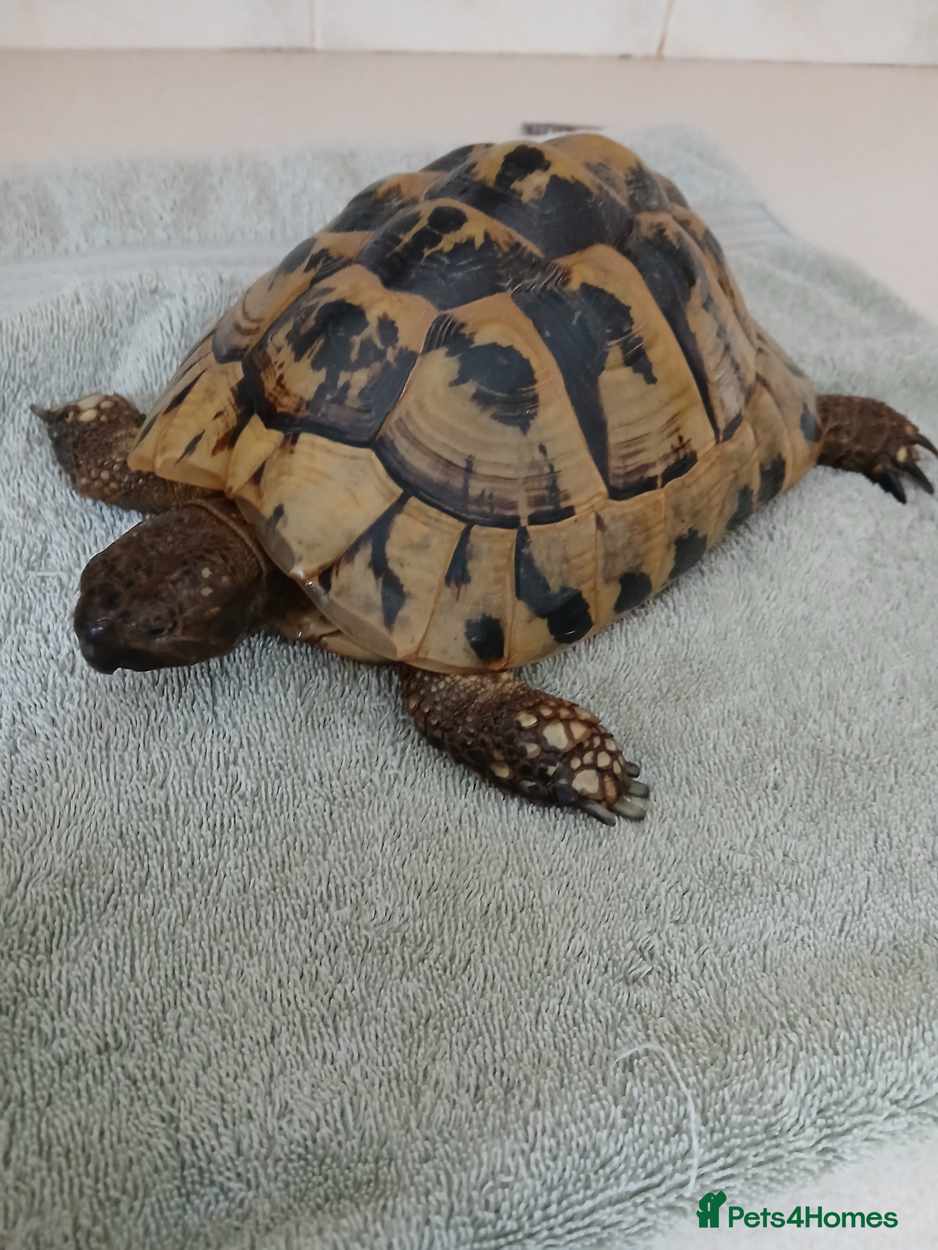 Tortoise reptiles Female Hermann's Tortoise - Advert 1
