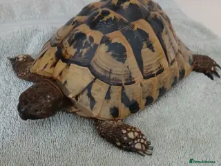 Tortoise reptiles Female Hermann's Tortoise - Advert 1