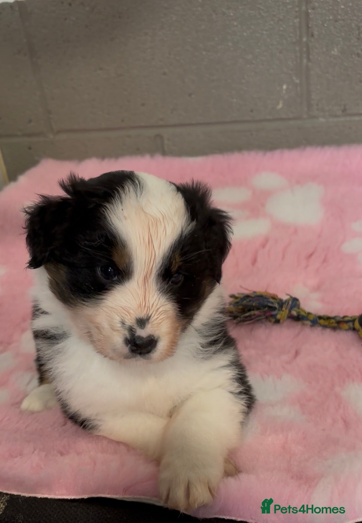 Australian Shepherd dogs Australian Shepherd Puppies - Advert 2