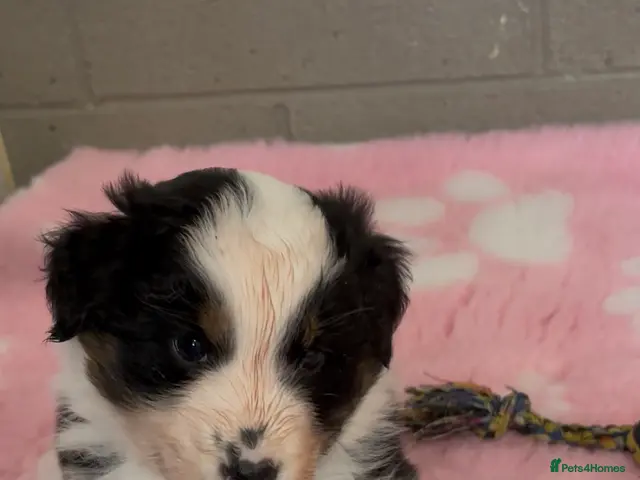 Australian Shepherd dogs for sale: Australian Shepherd Puppies - Advert 2