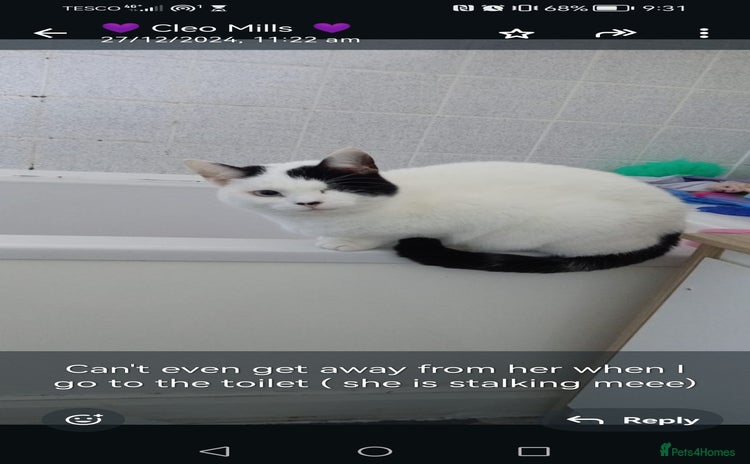 Domestic Shorthair cats - Advert 19
