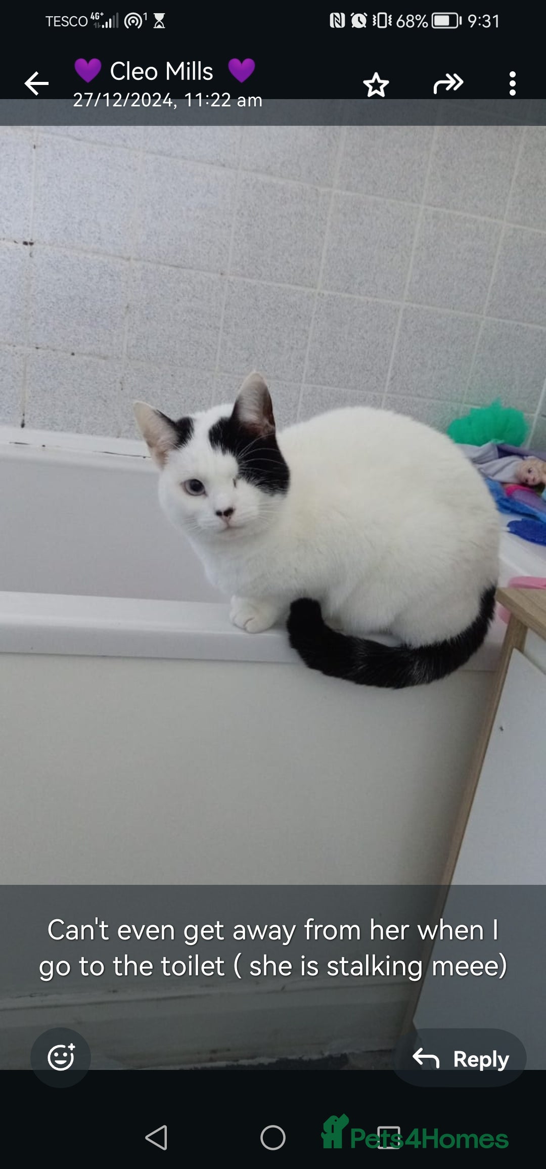 Domestic Shorthair cats for sale: Blue eye luna - Image 1