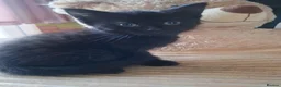 Mixed Breed cats for sale: Very nice kittens:3 boys and 3 girls - Advert 14