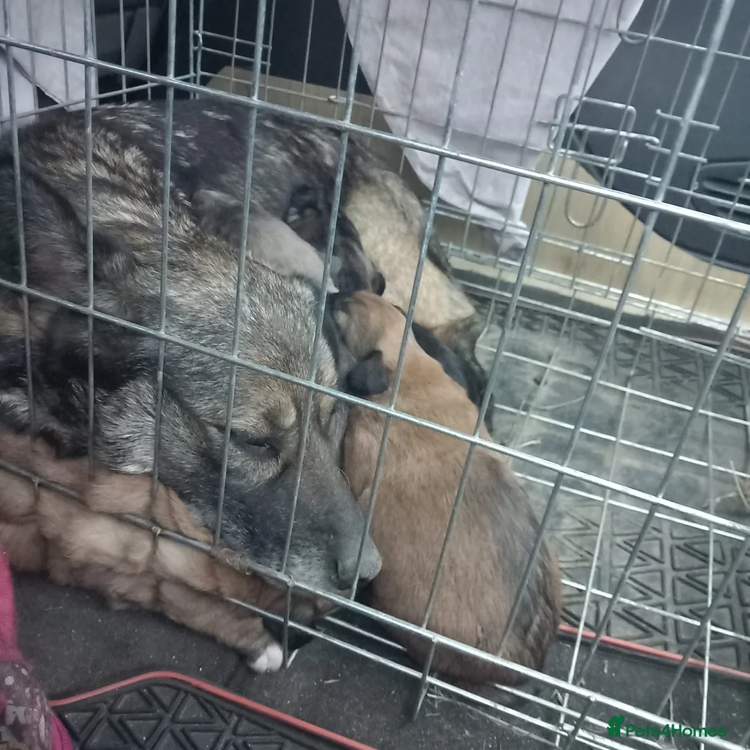 Mixed Breed dogs for adoption: BLUE, a Lovely Puppy Boy - for a Loving Home in Nottingham - Advert 32