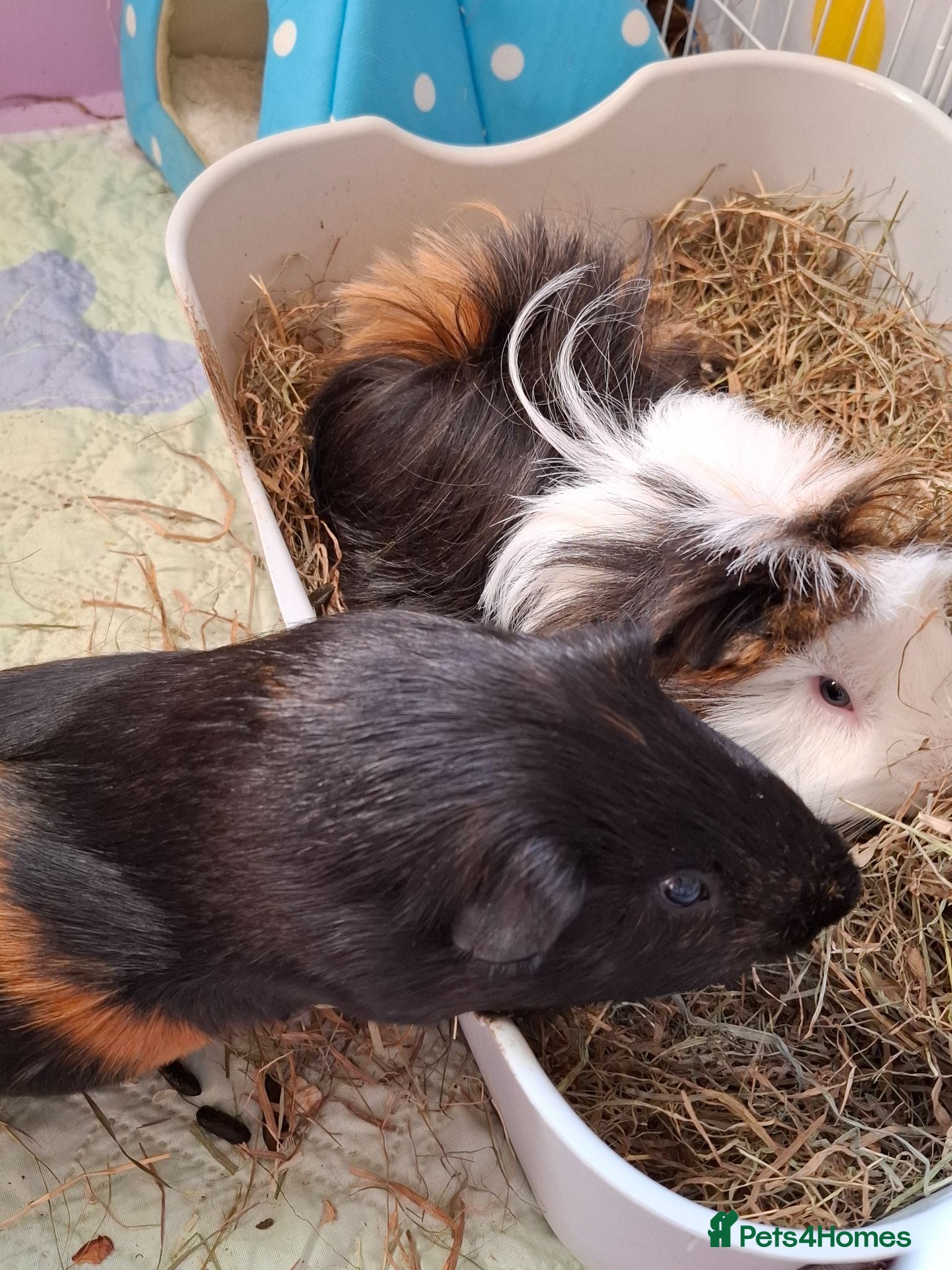 Guinea Pig rodents Bonded pair of male guinea pigs  - Advert 17